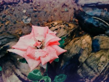 Close-up of pink rose flower