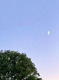 Low angle view of trees against clear sky