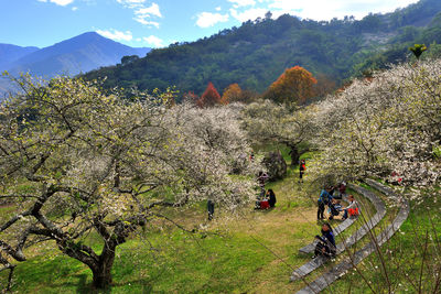 People amidst trees in forest