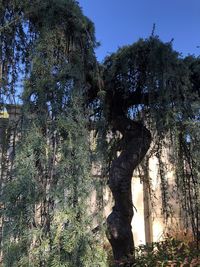 Low angle view of trees in forest against sky