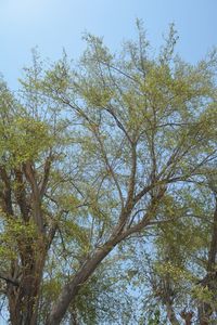 Low angle view of tree