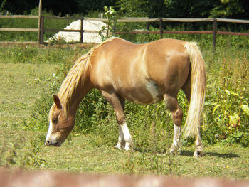 Horse grazing in field