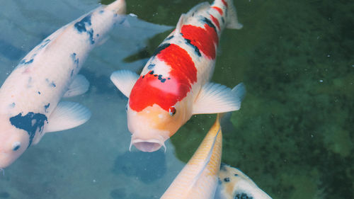 Close-up of fish swimming in sea