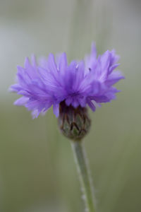 Close-up of purple flower