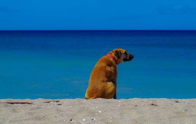 Dog by sea against clear blue sky