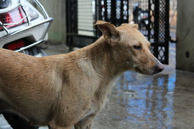 Close-up of a dog looking away