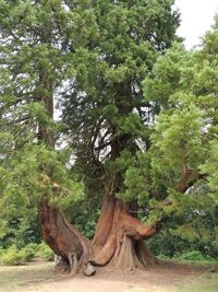 View of a tree in the forest