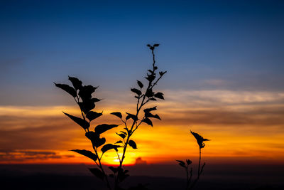 Silhouette flower trees at morning time with the sunrise ans blue sky background thailand