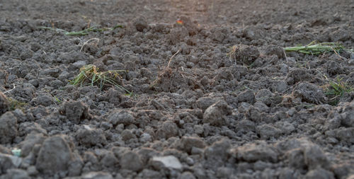 Full frame shot of plants growing on land