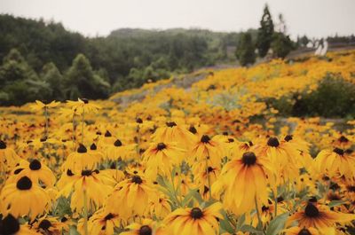 Close-up of yellow flowers in field