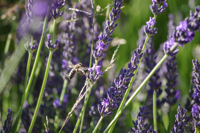 Close-up of insect on purple flowering plants