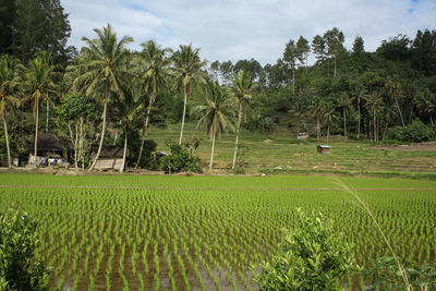 Scenic view of farm against sky