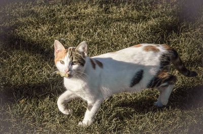 Portrait of cat sitting on grass