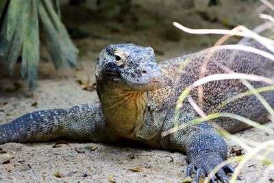 Close-up of lizard on rock