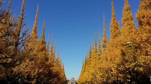 Low angle view of trees against clear blue sky