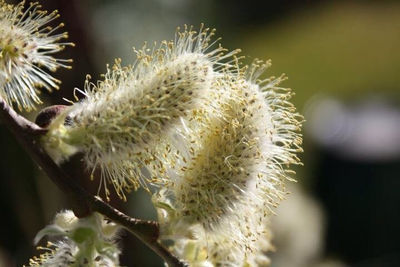 Close-up of white dandelion