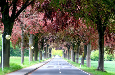 View of flowering trees in park