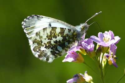 Close-up of butterfly pollinating on purple flower