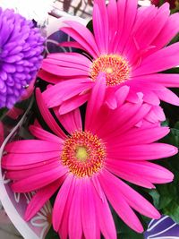 Close-up of pink flowers blooming outdoors