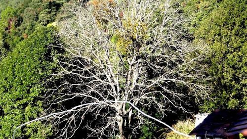 Trees growing in forest