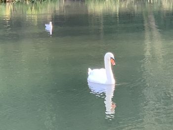 Swan floating on lake