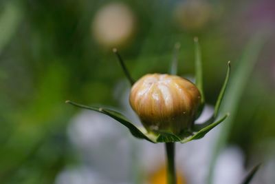 Close-up of snail on plant