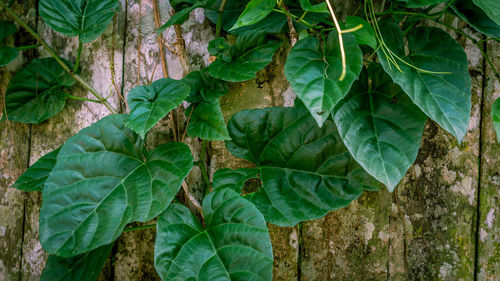 High angle view of ivy growing on plant