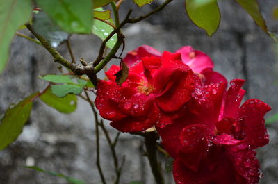 Close-up of red rose plant