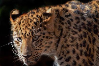 Close-up of cat looking away