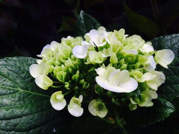 Close-up of hydrangea blooming outdoors