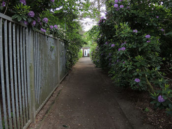 Walkway amidst plants