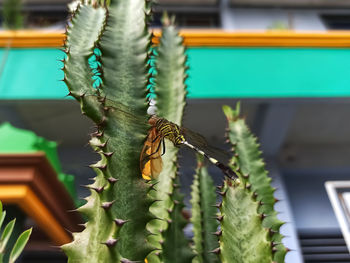 Close-up of caterpillar on plant