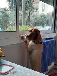 Dog looking through window at home