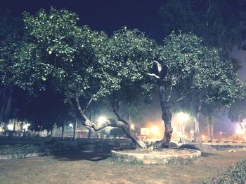 Illuminated trees at night