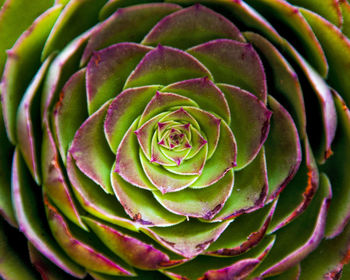 Full frame shot of succulent plant