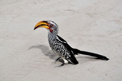 Hornbill on sand