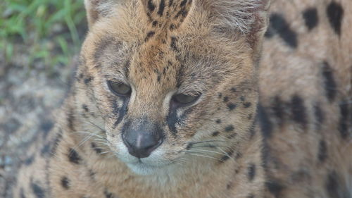 Close-up of a cat looking away