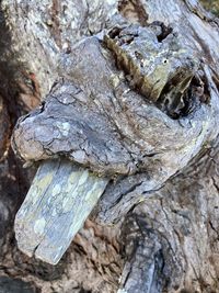 Close-up of tree trunk