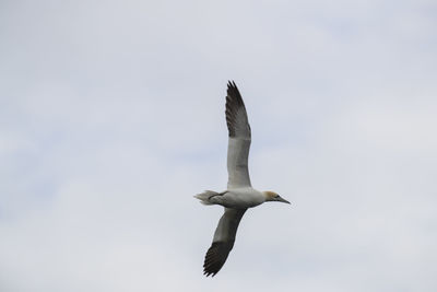 Low angle view of gannet flying against sky