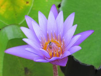 Close-up of bee pollinating flower