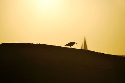 Silhouette bird on a rock against sky