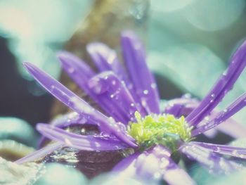 Close-up of purple flowers