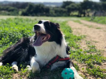 Dog sitting on field