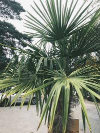 Close-up of fresh green plant