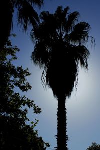 Low angle view of silhouette tree against sky