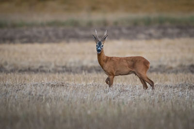 Deer standing on field