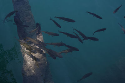 Fish swimming in sea