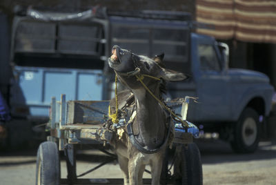 Close-up of horse in city