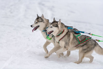 Dogs on snow covered land