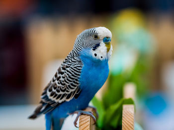 Close-up of parrot perching